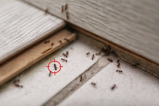 Best Residential Pest Control  in Sterling, GA