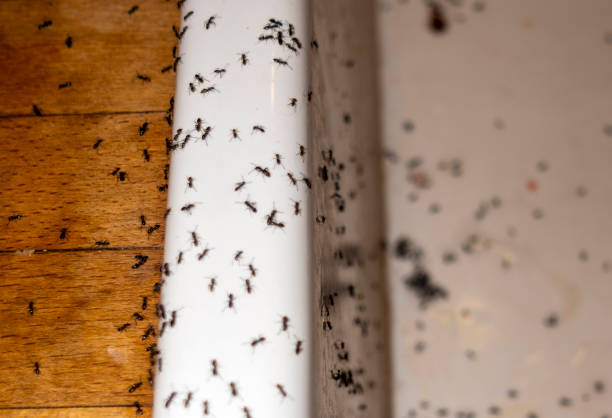 Best Affordable Pest Control Services  in Sterling, GA